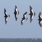 Magellanic Oystercatcher