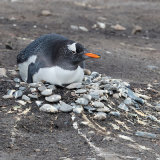 Gentoo Penguin 3