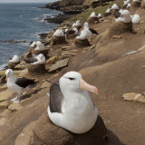 Black-Browed Albatross 1