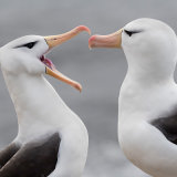Black-Browed Albatross 2