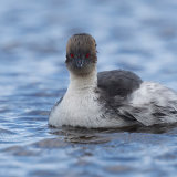 Silvery Grebe