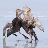 Southern Giant Petrel