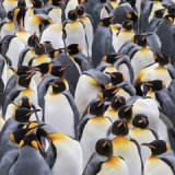 King Penguin 2