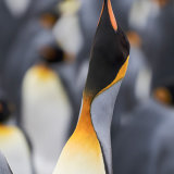 King Penguin 3
