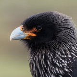 Striated Caracara 2