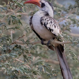 Red-Billed Hornbill