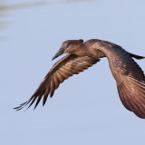 Hamerkop