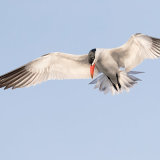 Caspian Tern