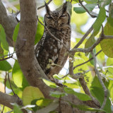 Greyish Eagle Owl