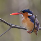Malachite Kingfisher