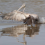 Pink-Backed Pelican