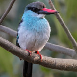 Blue-Breasted Kingfisher