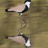 Spur-Winged Lapwing