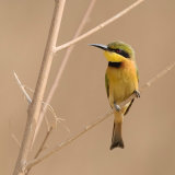 Little Bee-Eater 1