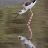 Black-Winged Stilt