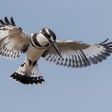 Pied Kingfisher