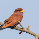 Broad-Billed Roller