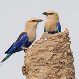 Blue-Bellied Roller
