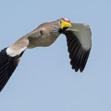 African Wattled Lapwing