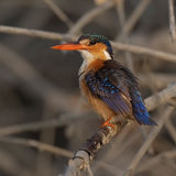 Malachite Kingfisher 2