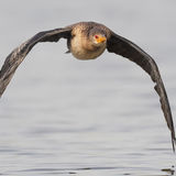 Long-Tailed Cormorant