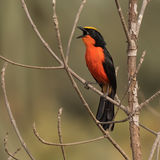 Yellow-Crowned Gonolek