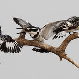 Pied Kingfisher 2