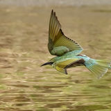 Blue-Cheeked Bee-Eater