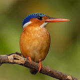 Malachite Kingfisher 3
