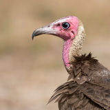 Hooded Vulture