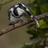 Pied Kingfisher 3