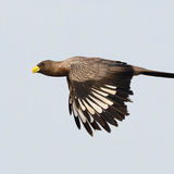 Western Grey Plantain Eater