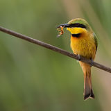 Little Bee-Eater 3