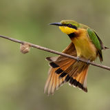 Little Bee-Eater 4