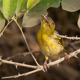Village Weaver