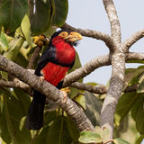 Bearded Barbet