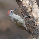 Grey Woodpecker
