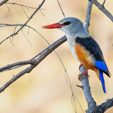 Grey-Headed Kingfisher