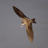 Brown Throated Martin