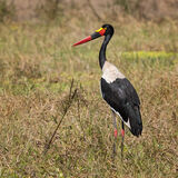 Saddle-Billed Stork
