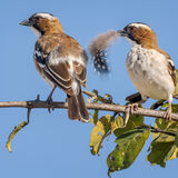 White-Browed Sparrow Weaver