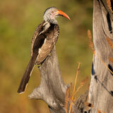Southern Yellow-Billed Hornbill