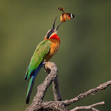 White-Fronted Bee-Eater