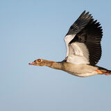 Egyptian Goose