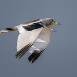 White-Crowned Lapwing