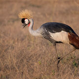 Grey-Crowned Crane