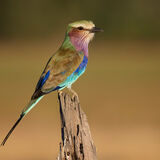Lilac-Breasted Roller