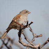 Southern Grey-Headed Sparrow