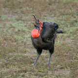 Southern Ground Hornbill