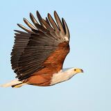 Fish Eagle